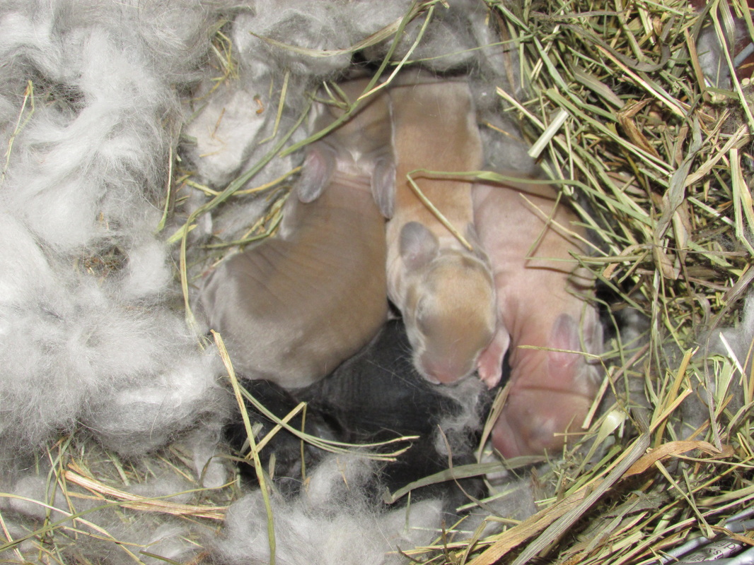 Blog Posts - Bungalow of Bunnies Dutch & English Angora Rabbits